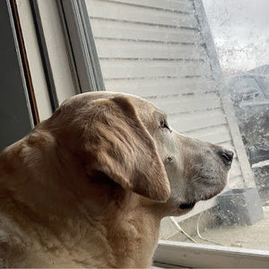 Meet your Posher, Oliver